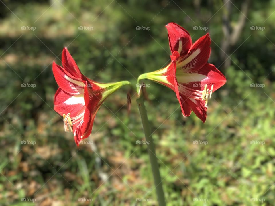 Amaryllis Lover