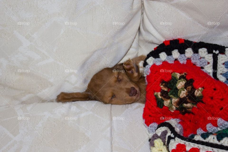 Small puppy sleeping under blanket 