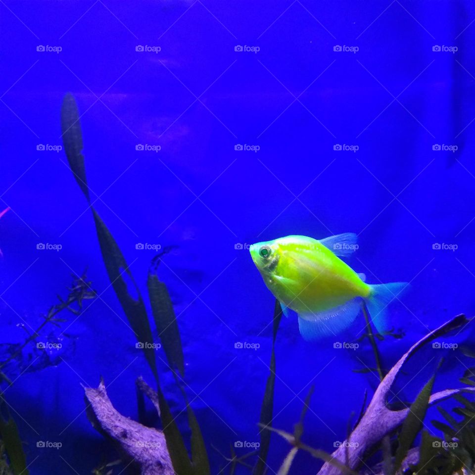 Glow green fish in aquarium