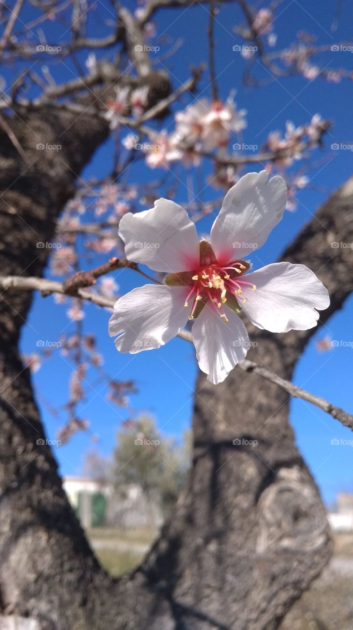 Almendro en flor.