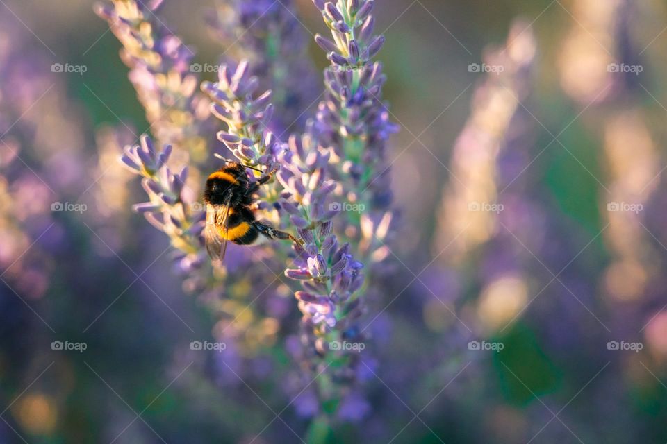 Bee exploring beautiful lavender world.