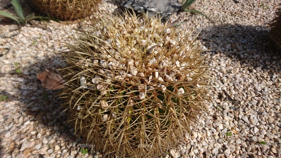 Beautiful 🌵 cactus in a garden in the city of Rabat, Morocco