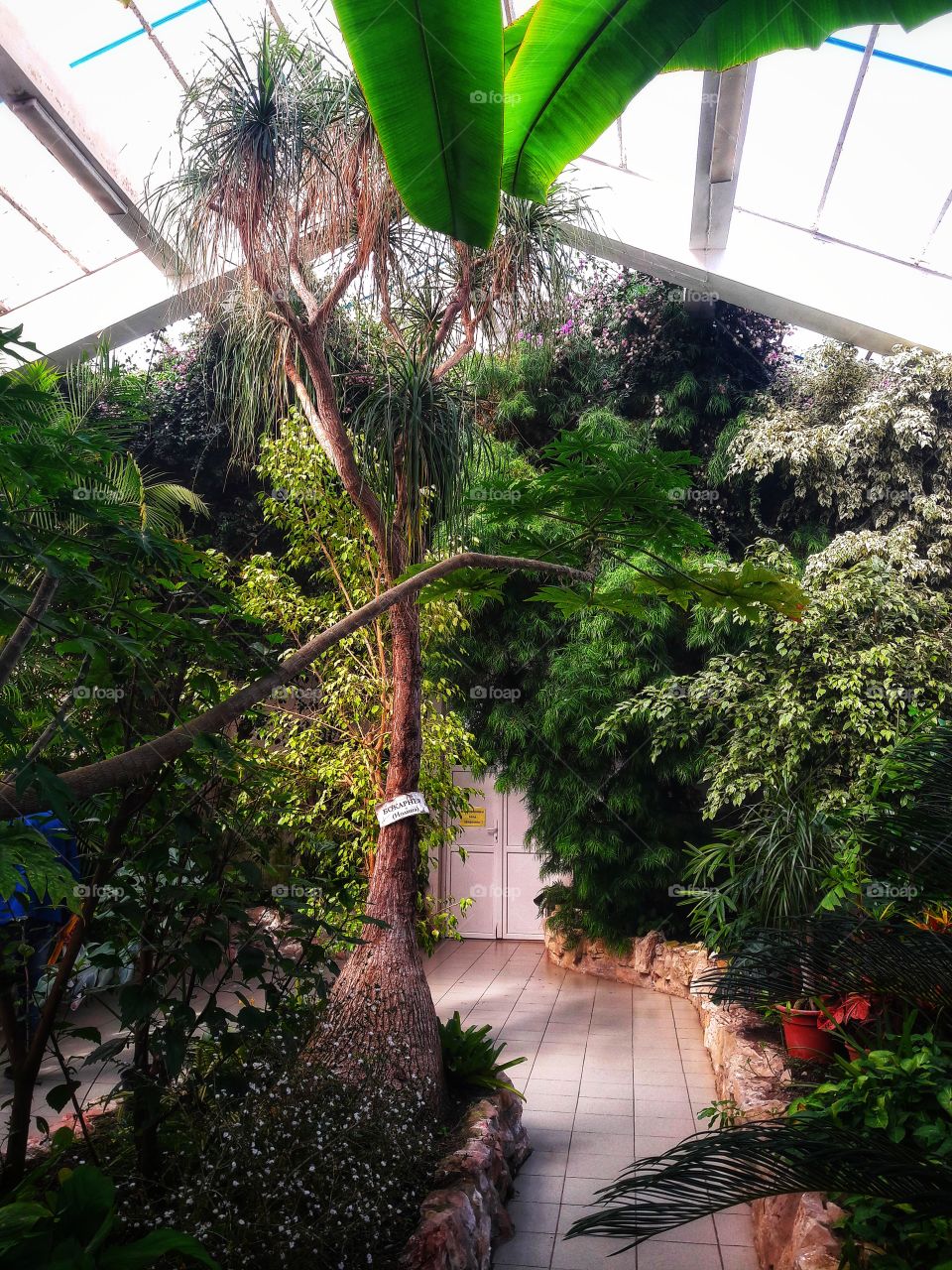 No Person, Tree, Garden, Nature, Flora