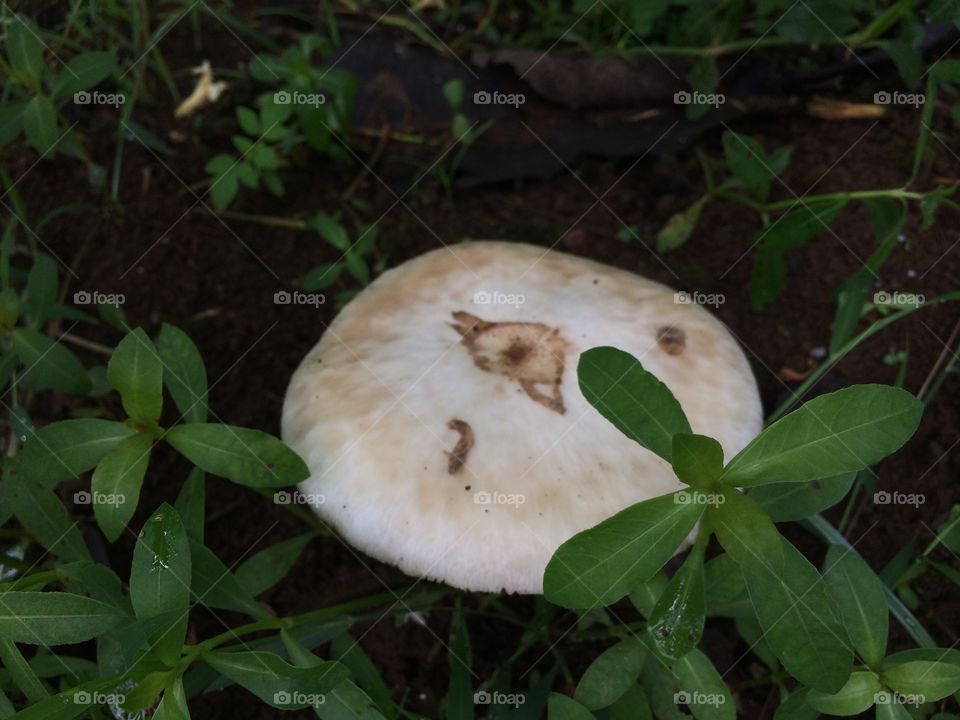 jamur putih indah