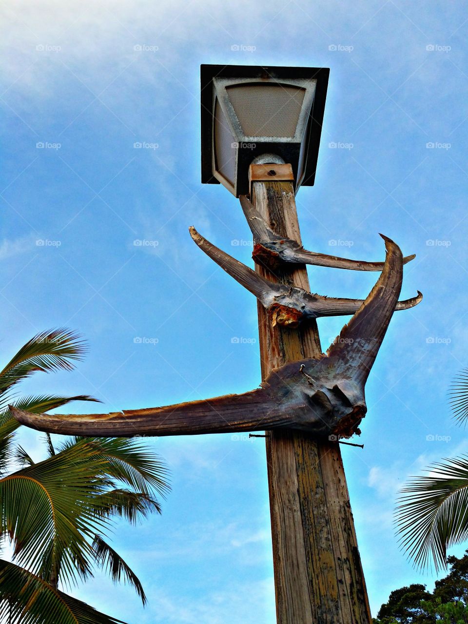 Fish lamp. Fish lamp