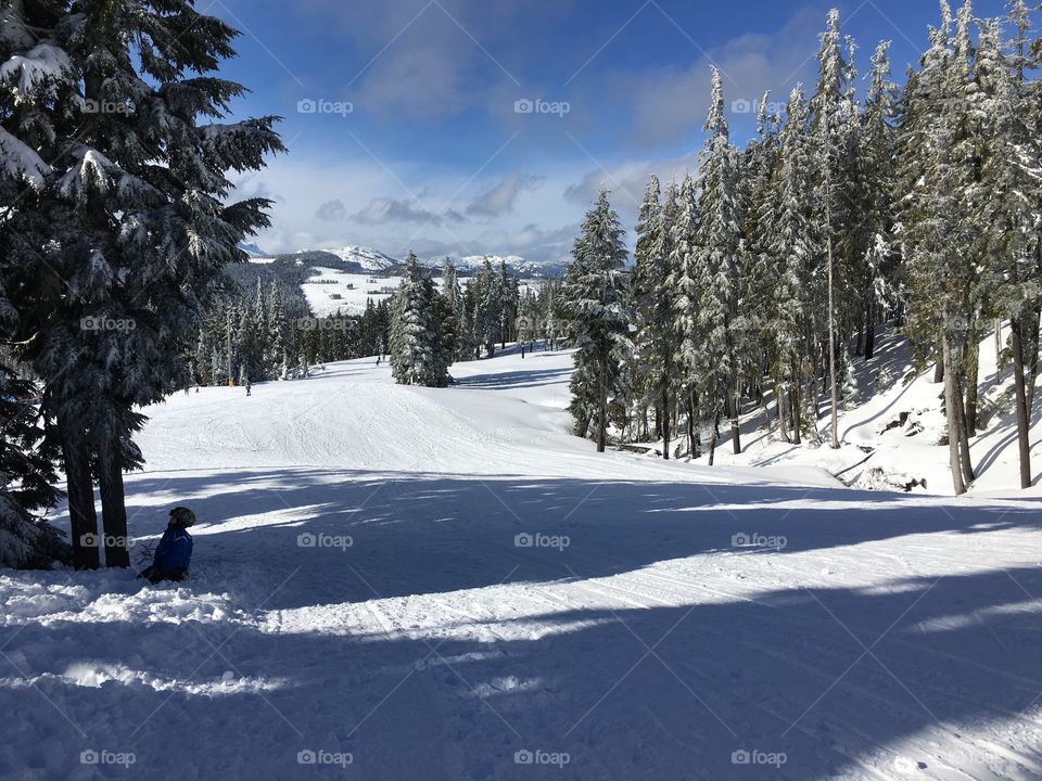 Forest during winter