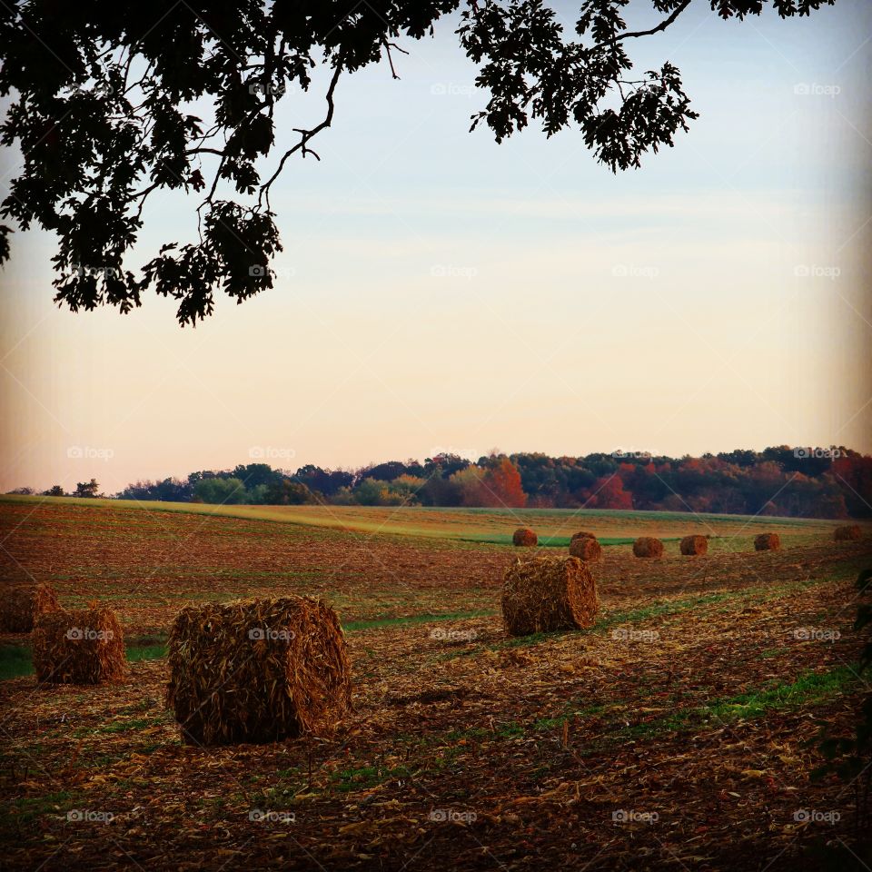 fall harvest