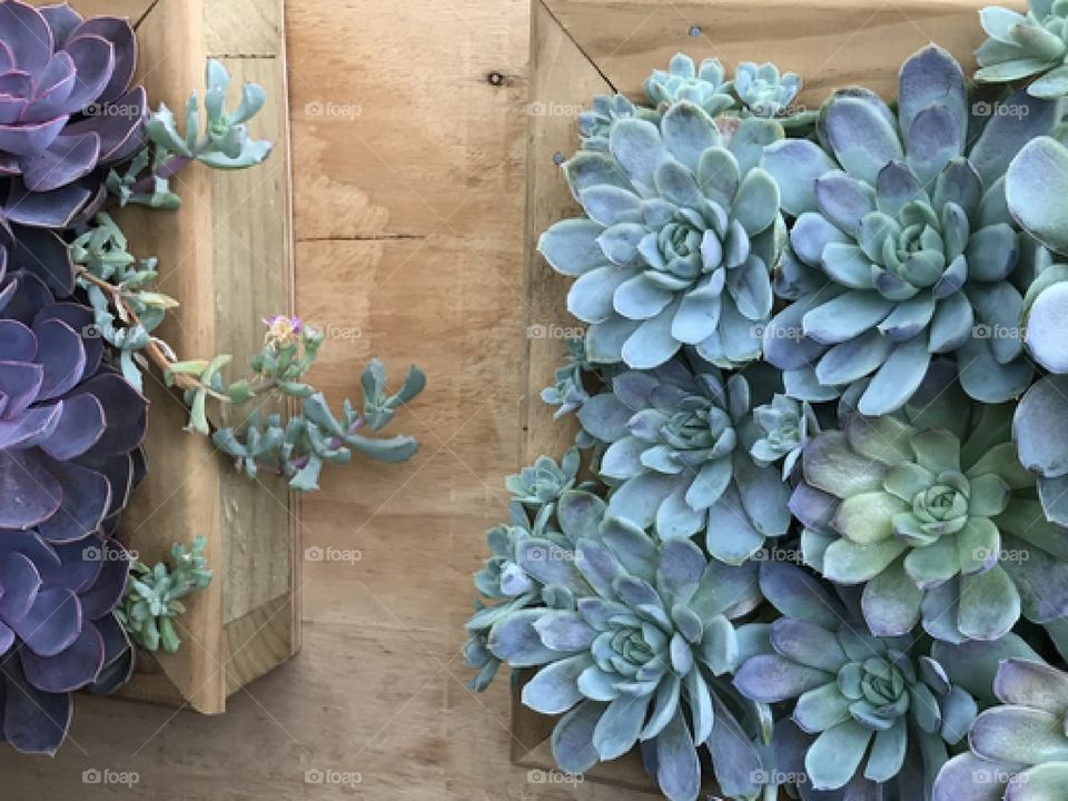 Decorating succulents in the hanging board at Garden Centre Melbourne Australia 