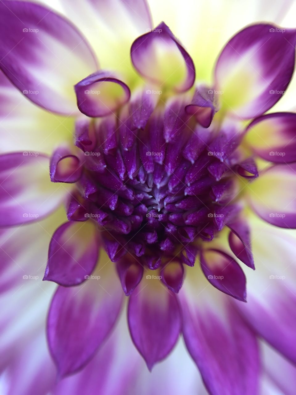 Petals of Dahlia