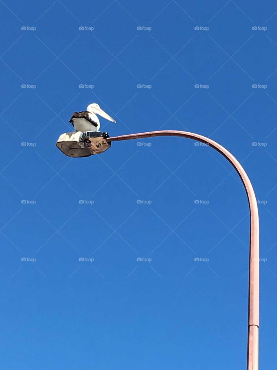 Pelican atop a lamp
Post against a vivid blue sky