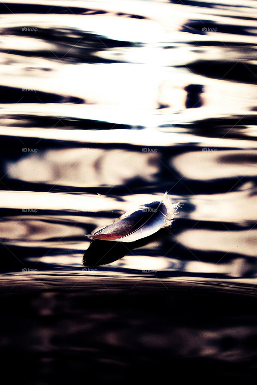 Feather floating on water