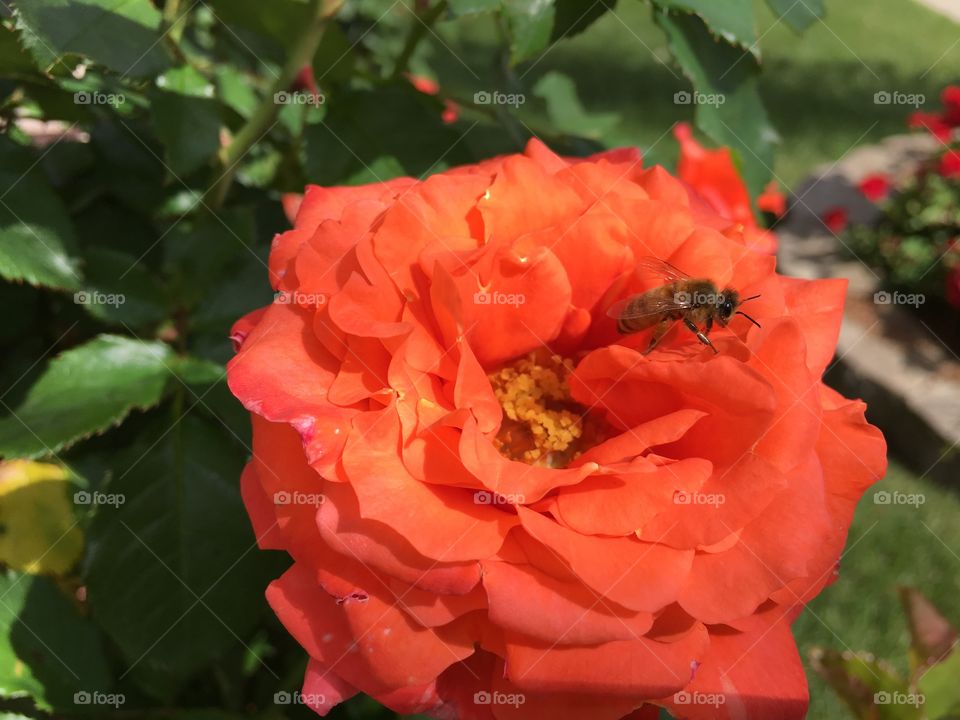 Bee on pink rose