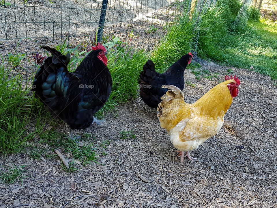 Roosters & Hen- A burley Rooster herding his brood on the hill.