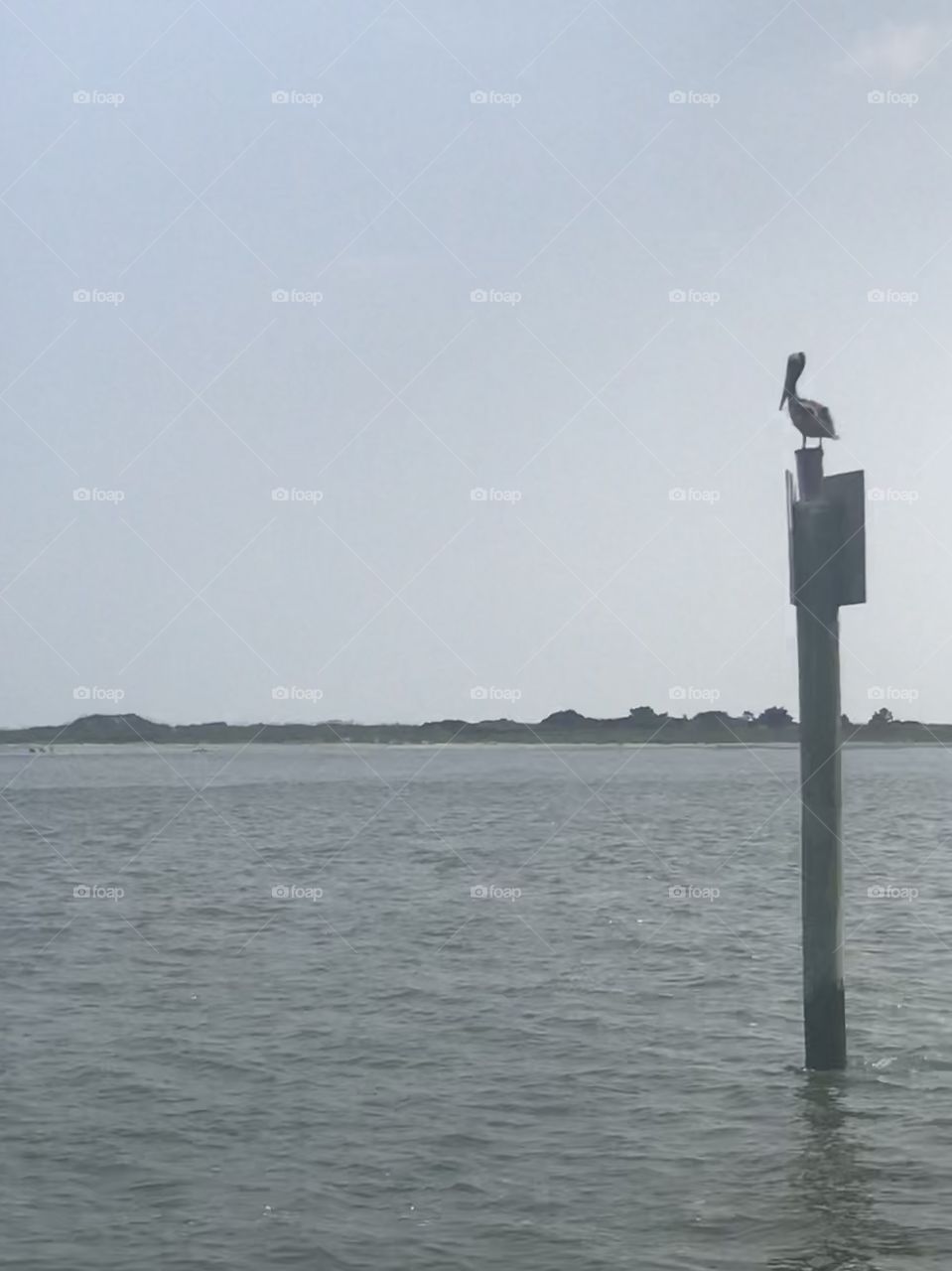 A lone pelican sits on a post in the middle of the ocean. The warm waves of the Carolina oceans envelop the bird’s perch.