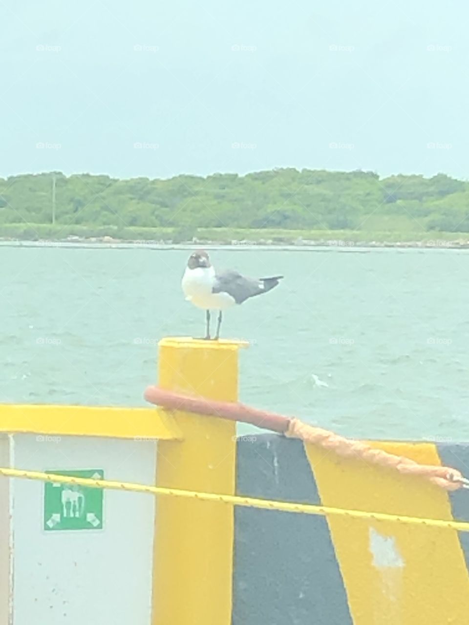 Seagull at the ferry
