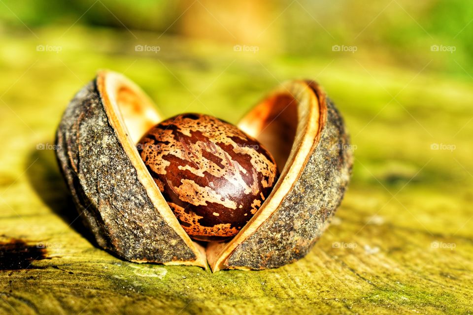 Seed inside seed coat