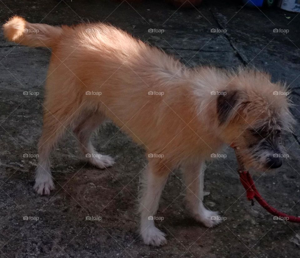 Pet dog with golden brown color animals  man's best friends.