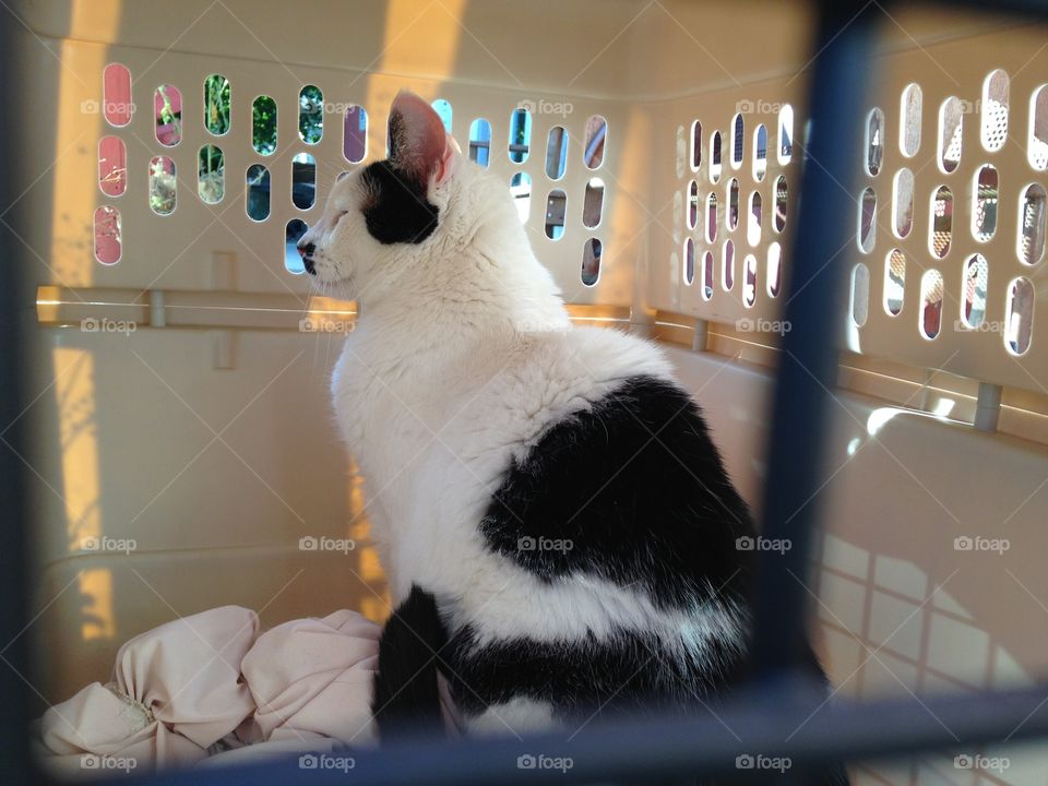 Cat sitting peacefully in a cat carrier.