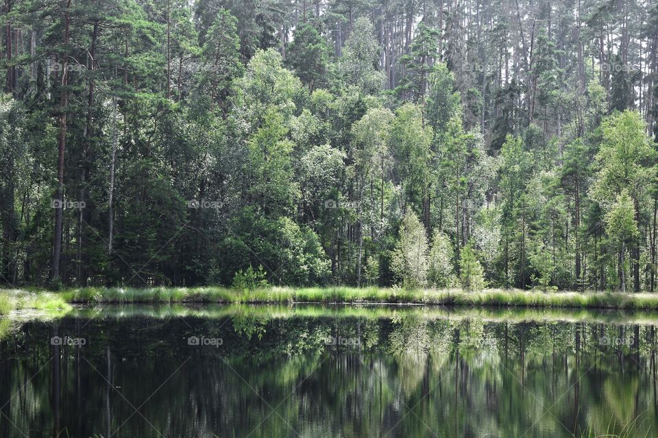 Landscape photo of forest reflected in lake