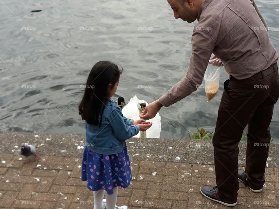 Feeding swans