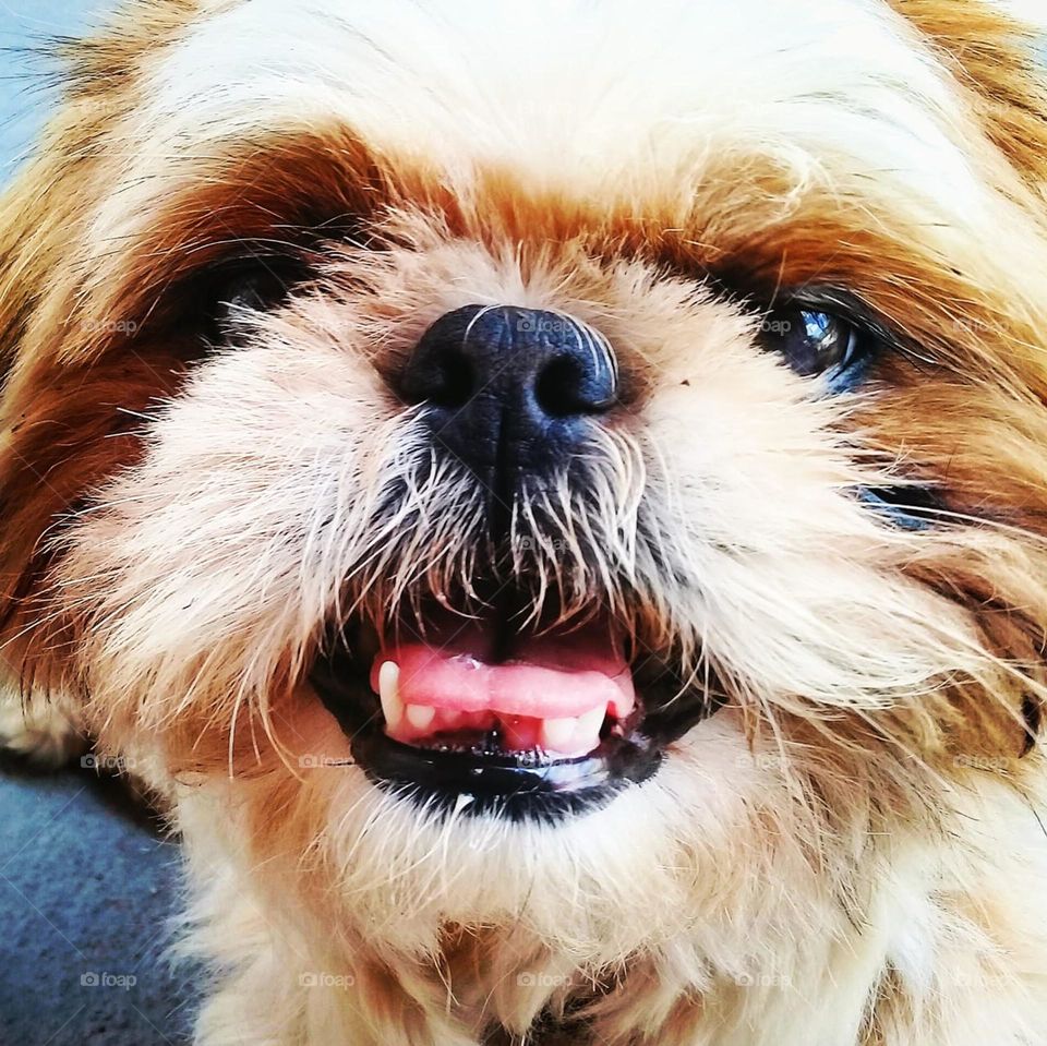 🇺🇸 Our puppy Pepita!  She is of the Pekingese breed, she is always companion and affectionate. / 🇧🇷 Nossa cachorrinha Pepita! Ela é da raça pequinês, é sempre é companheira e carinhosa. 