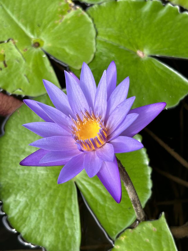 Beautiful purple lotus flower 