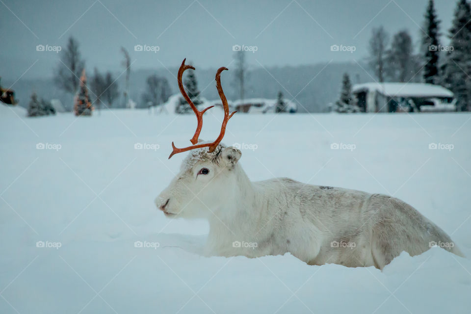 Reindeer sitting on snowy landscape