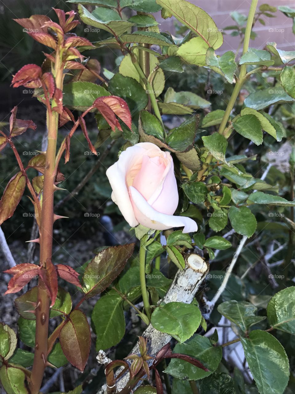 Pink rosebud in November 