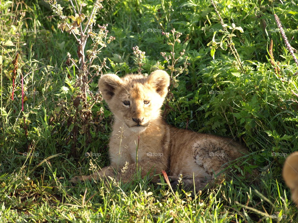 Tanzanian lion cub