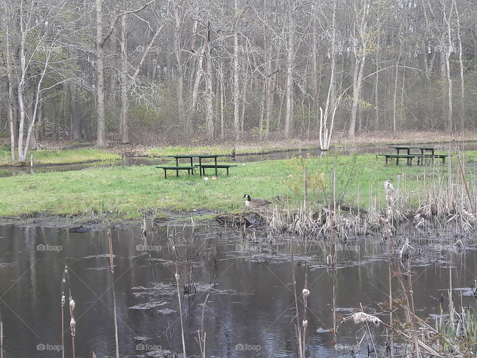 picnic table in a swamp and some ducks