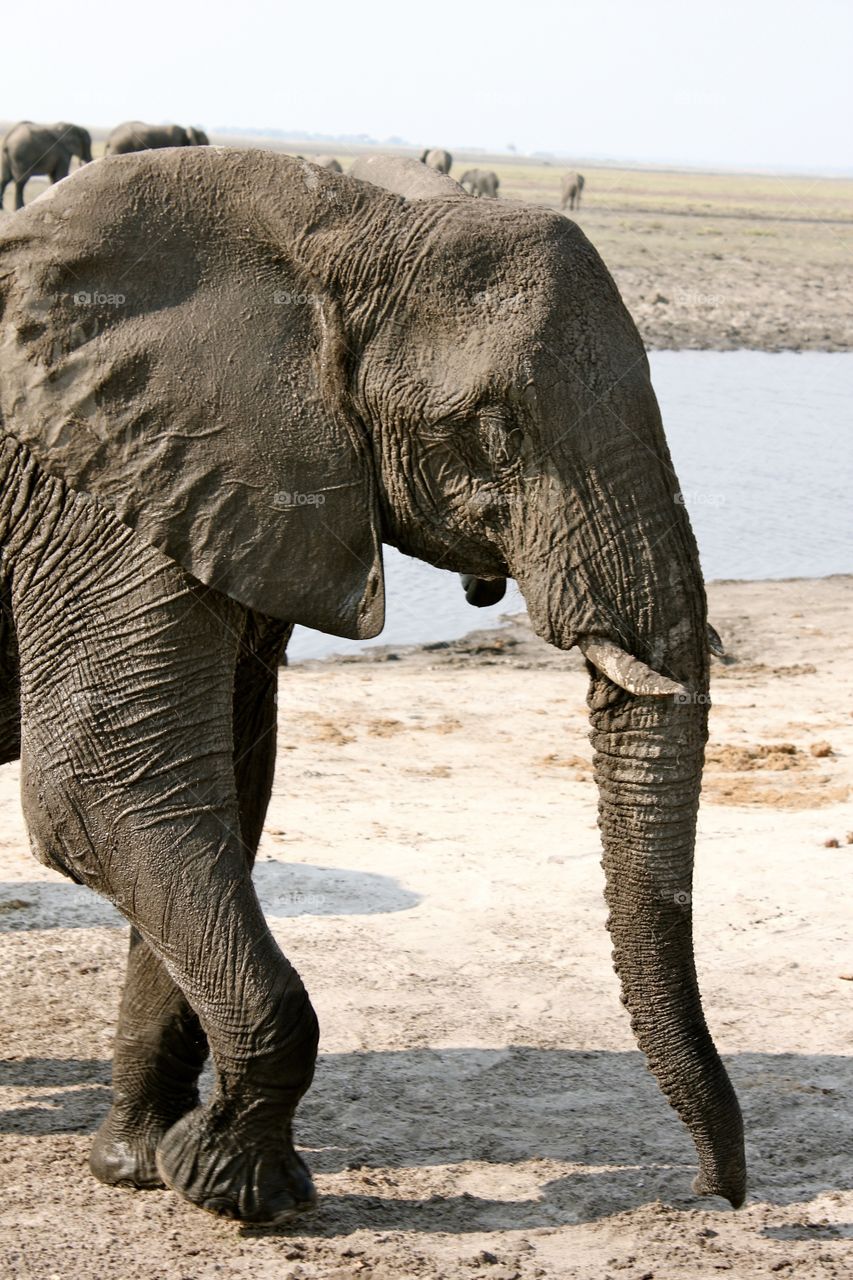 Weathered Elephant. On a safari in Botswana
