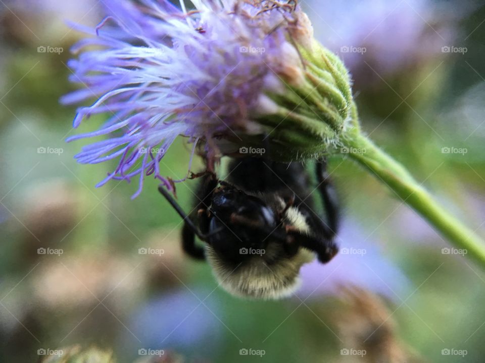 Upside down bee