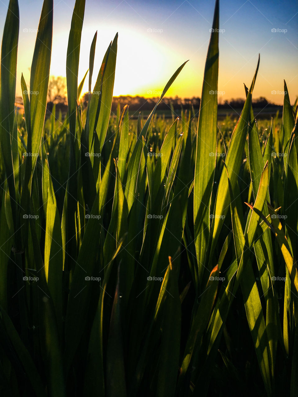 Winter wheat in the field just prior to heading in early spring in North Carolina as seen during a beautiful golden sunrise. 