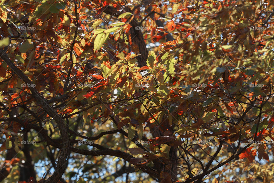 looking up into a tree