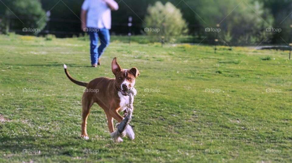 Happy Dog Walking with Man