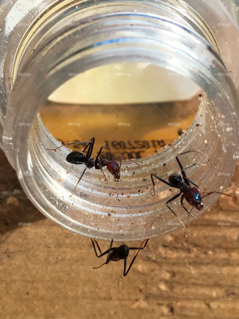 Three worker ants on rim of glass jar 