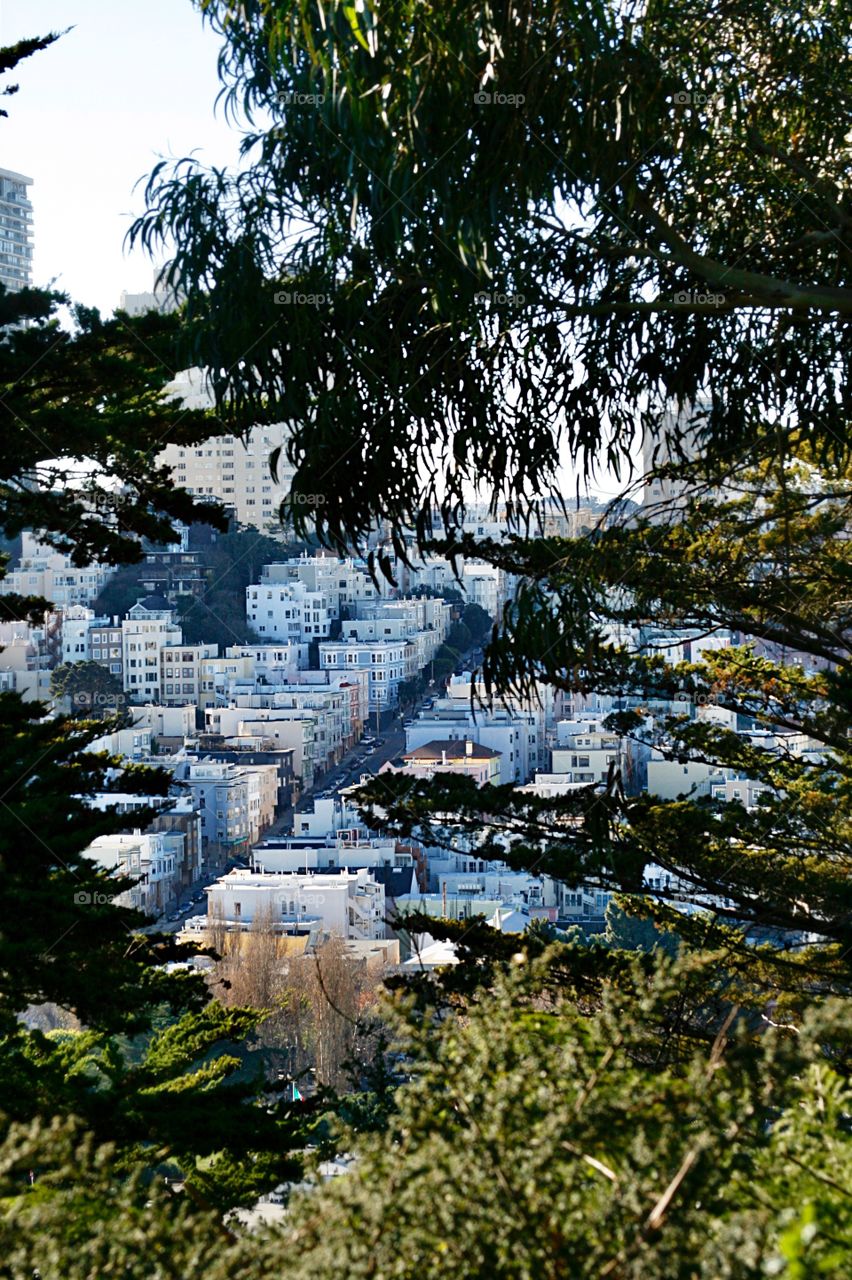 Cityscape and trees