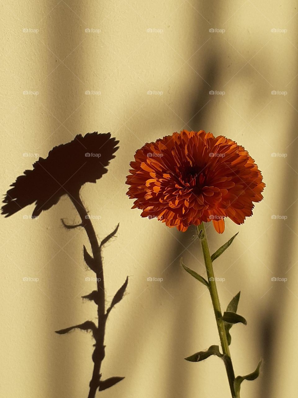 la flor solitaria y su sombra