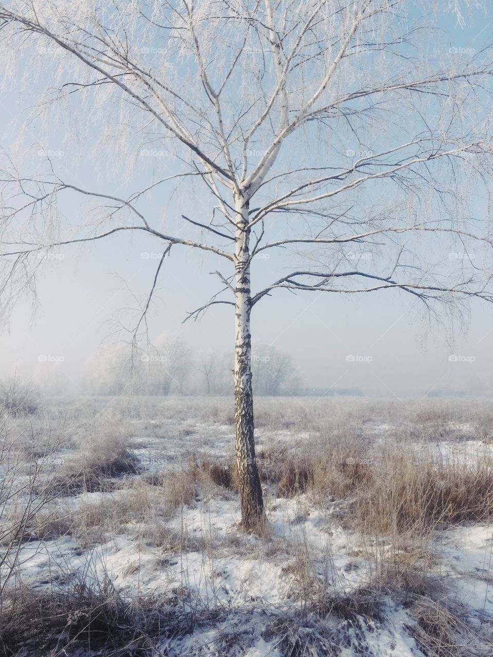 Winter birch