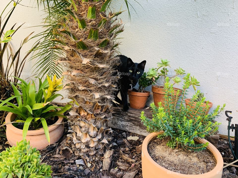 Black cat in the garden. 