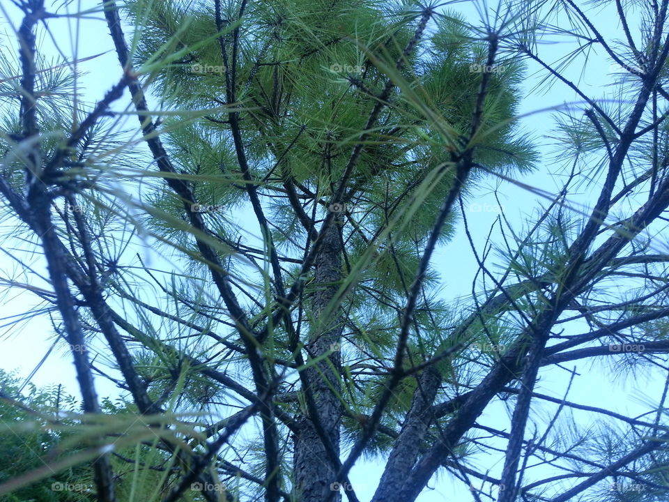 tropical pine tree. beauty in evert branch