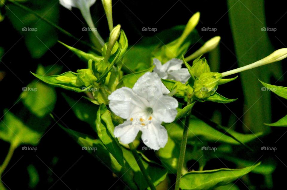 --Petal in the morning ....