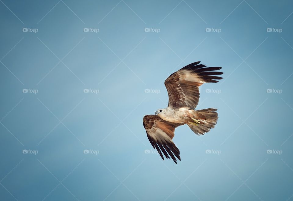 Eagle flying in blue sky 