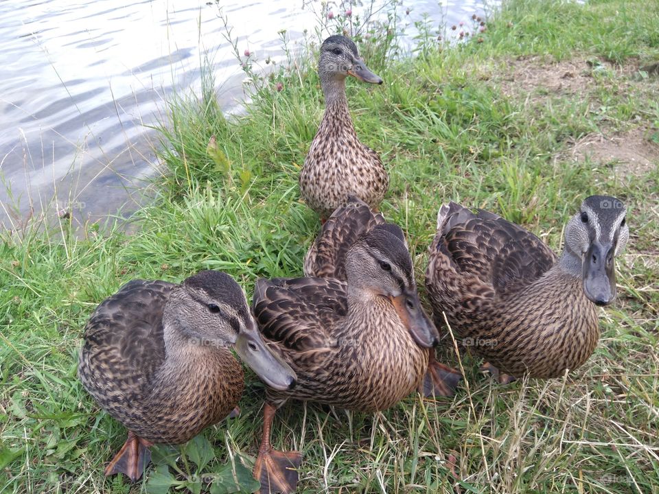 birds ducks family on a green grass lake shore summer time