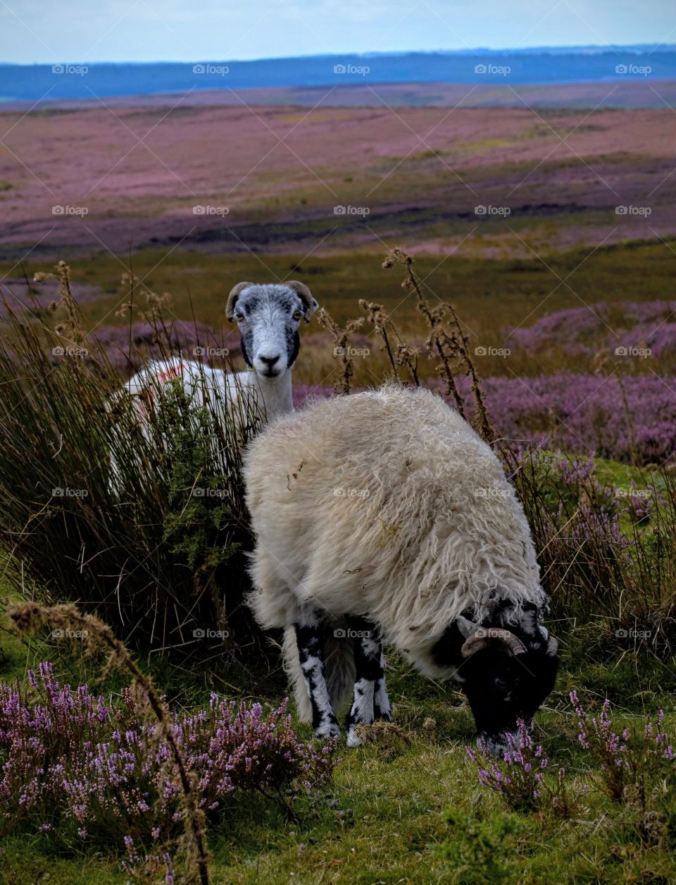 sheep