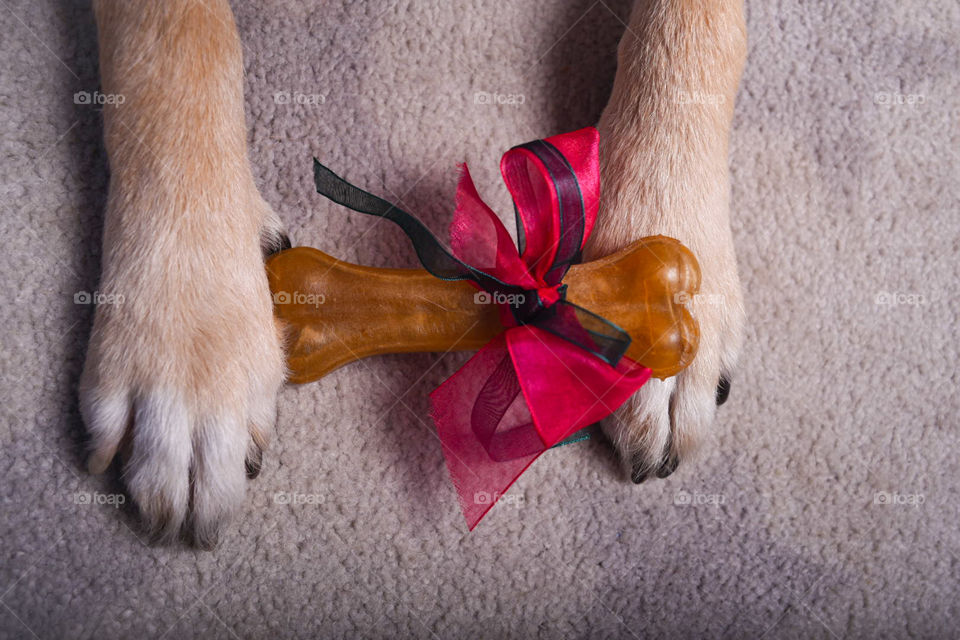 dog gift