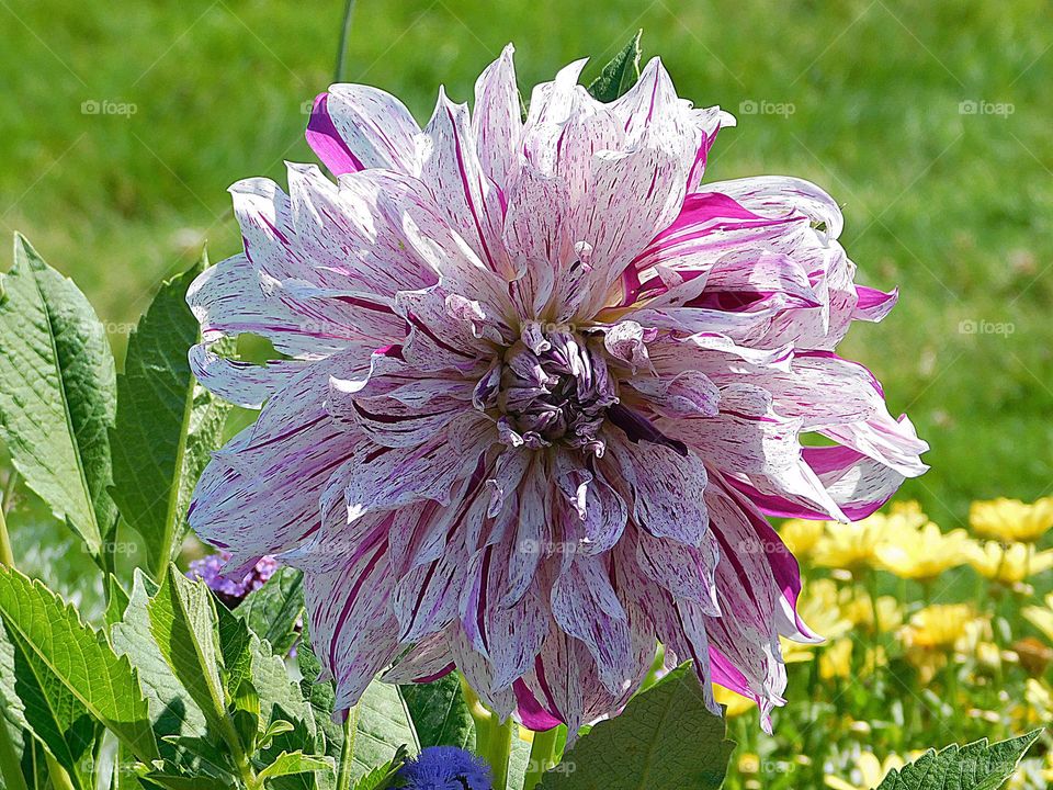 Plants around us - Mom’s special Dinner plate Dahlia 