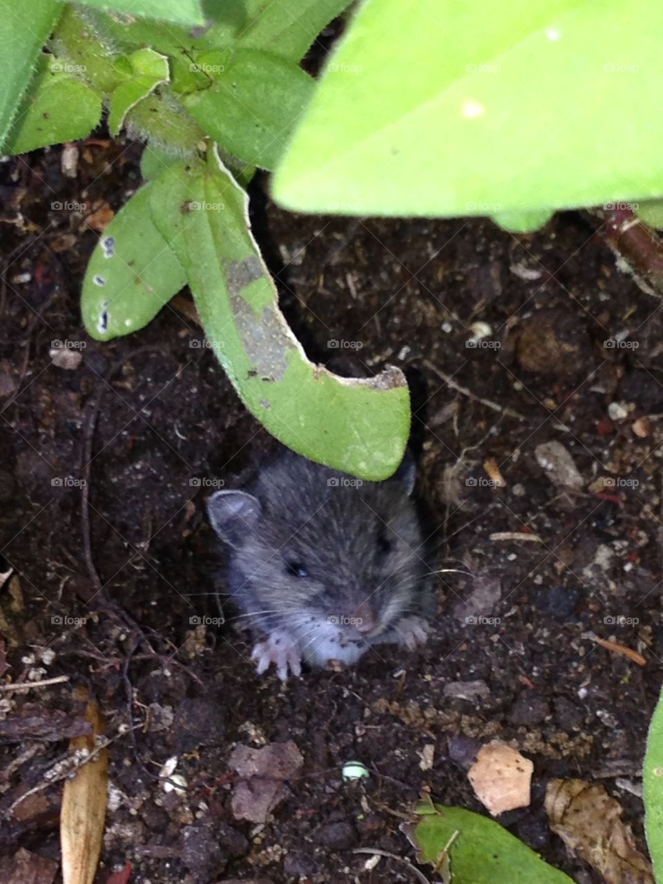 Hello, little friend!