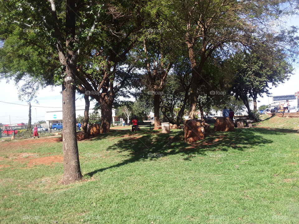 sitting under the shade of tree.