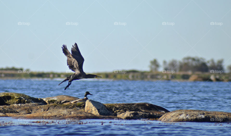Cormorant. Ronneby Archipelago
